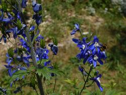 Click to see big picture (1024x768 pixels; 107 KB)