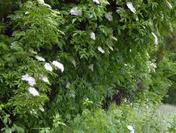 Click to see big picture (1024x768 pixels; 198 KB)